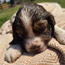 Sierra - Liver and white male English Springer Spaniel puppy in Hephzibah, Georgia from Sidel's Springers