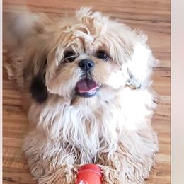 Winnie - Shih Tzu