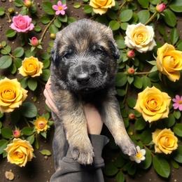 Dorado - Sable male German Shepherd puppy in Oakland, Oregon from VHM German Shepherds
