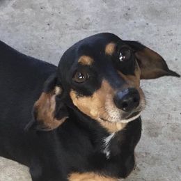 Dachshunds from Connie Munoz's Dachshunds