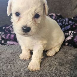 Fiona -pink collar - White female Bichon Frise puppy in Carthage, Missouri from Cooley's Cuddle Pups