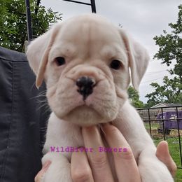Boxer Puppies from WildRiver Boxers