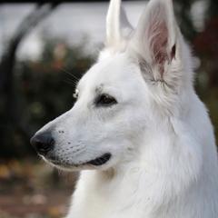 Matryoshka  - Berger Blanc Suisse