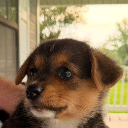 Pembroke Welsh Corgi puppies from Miss Red's Corgi Farm