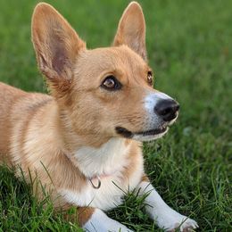 Lou - Pembroke Welsh Corgi