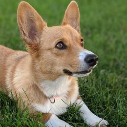 Lou - Pembroke Welsh Corgi
