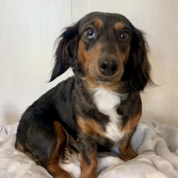 Stella - Dachshund