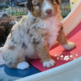 Rando - Brown merle male Aussiedoodle puppy in Vinemont, Alabama from Cotton Country Kennels