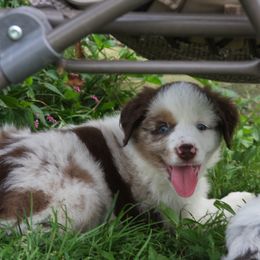 Alessi - Red merle male Miniature Australian Shepherd puppy in Taunton, Massachusetts from Checkered Flag Champions Mini Aussies
