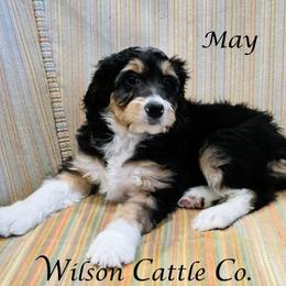 May - Black tri-color female Aussiedoodle puppy in Lancaster, Minnesota from Wilson Cattle Co.