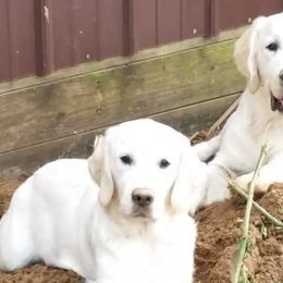 Golden Retriever Puppies from Fiddle In Gold Retrievers