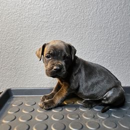 Boy 3 - Black male Cane Corso puppy in Lewisville, Denton County, Texas from Trained to go Corso Kennels (T.T.G. Corso Kennels)