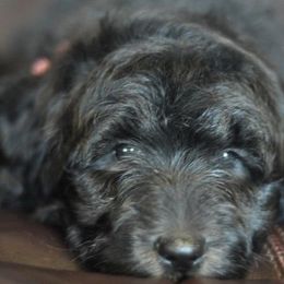 Bernedoodle, Goldendoodle, Aussiedoodle, and Poodle Puppies from Timber Hills Poodles and Doodles