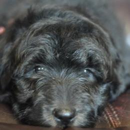 Bernedoodle, Goldendoodle, Aussiedoodle, and Poodle Puppies from Timber Hills Poodles and Doodles