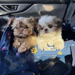 Shih Tzu Puppies from It’s a Shih Tzu world