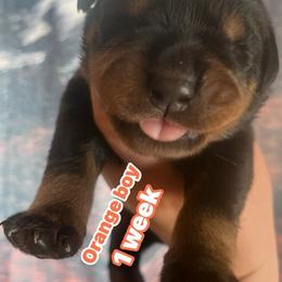 Orange - Black and rust male Rottweiler puppy in Mancelona, Michigan from Nicolle Stone