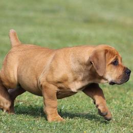 Eleanor (Lilac) - Reddish brown female Boerboel puppy in Shawnee, Oklahoma from TXT Boerboels