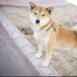 Ginger - Shiba Inu