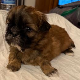 Charlotte - Red female Shih Tzu puppy in Victorville, California from RUMBLE n TUMBLE