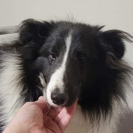 Vodoo - Shetland Sheepdog