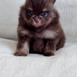 Poncho - Chocolate male Pomeranian puppy in Canandaigua, New York from Fingerlakes Pomeranians