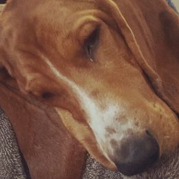 Opie - Basset Hound