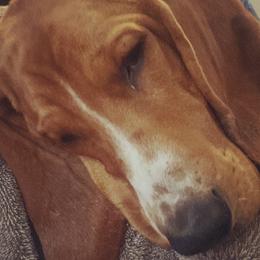 Opie - Basset Hound