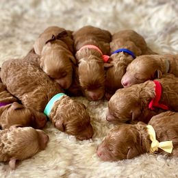 Goldendoodles and Poodles from Blue Mountain Family Doodles of Virginia