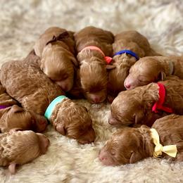 Goldendoodles and Poodles from Blue Mountain Family Doodles of Virginia