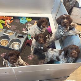 Girl 4 - Brown and gray female Wirehaired Pointing Griffon puppy in Fallston, Maryland from Gunpowder Griffons