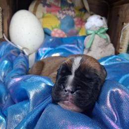 Boy 3 - Fawn male Boxer puppy in Pikeville, Kentucky from Boxers of Whispered Wishes