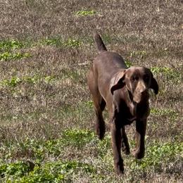 Bojangles - Liver male German Shorthaired Pointer puppy in Huntington, Texas from B&B GSP’S
