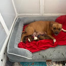 Boy 2 - Red and white male Staffordshire Bull Terrier puppy in Port Saint Lucie, Florida from Southern Staffies