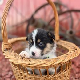 Light Green Male - Black and tan male Pembroke Welsh Corgi puppy in La Porte City, Iowa from Cedar River Corgis