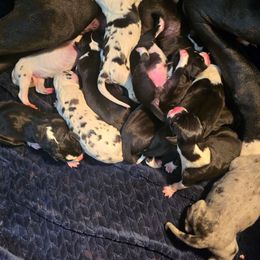 Harlequin Male B - Harlequin male Great Dane puppy in Golconda, Illinois from Breken Great Danes