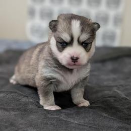 Spencer - Male - Black and white male Pomsky puppy in Hurleyville, New York from My Crazy Pomskys