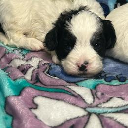 Tommy - Black & white male Maltipoo puppy in Clover, South Carolina from Cudi’s Buddies