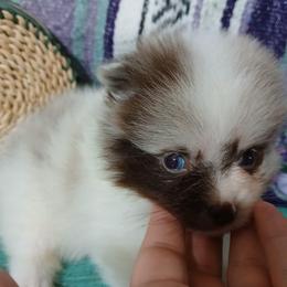 Ariel - Chocolate merle female Pomeranian puppy in Ada, Oklahoma from Once Upon A Fluff