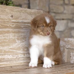 Australian Shepherd Puppies from Broken Arrow Australian Shepherds