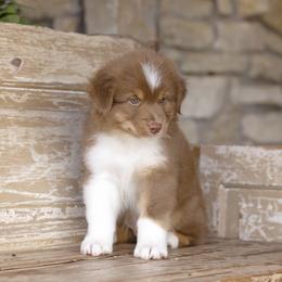 Australian Shepherd Puppies from Broken Arrow Australian Shepherds