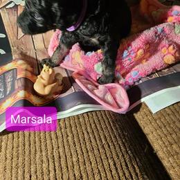 Marsala - Phantom female Poodle puppy in Chase, Michigan from My Buddies Puppies