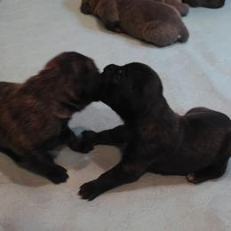 Girl 2 - Black brindle female Cane Corso puppy in Nashville, Tennessee from Prestigious K9