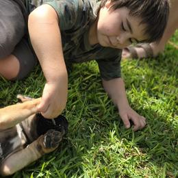 Cane Corso Puppies from HOUSE OF HALL CANE CORSOS