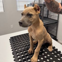 Male 1 - Gray and fawn male Cane Corso puppy in Cashion, Oklahoma from APEXOK Cane Corsos LLC