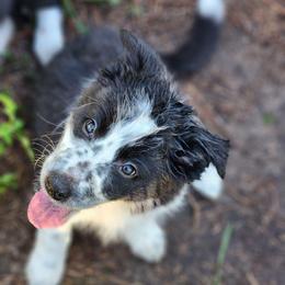 Token - Black and white male Border Collie puppy in Ocala, Florida from Oddity Kennels