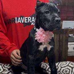Pink Collar - Black female Cane Corso puppy in Clewiston, Florida from Far From Average Kennels
