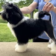 Pixel - Black male Lowchen puppy in Lexington, Kentucky from Willowcreek Kennel