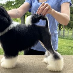 Pixel - Black male Lowchen puppy in Lexington, Kentucky from Willowcreek Kennel