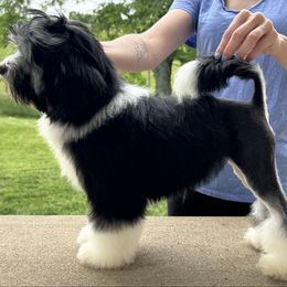 Pixel - Black male Lowchen puppy in Lexington, Kentucky from Willowcreek Kennel