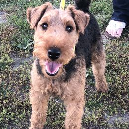 Picasso - Welsh Terrier